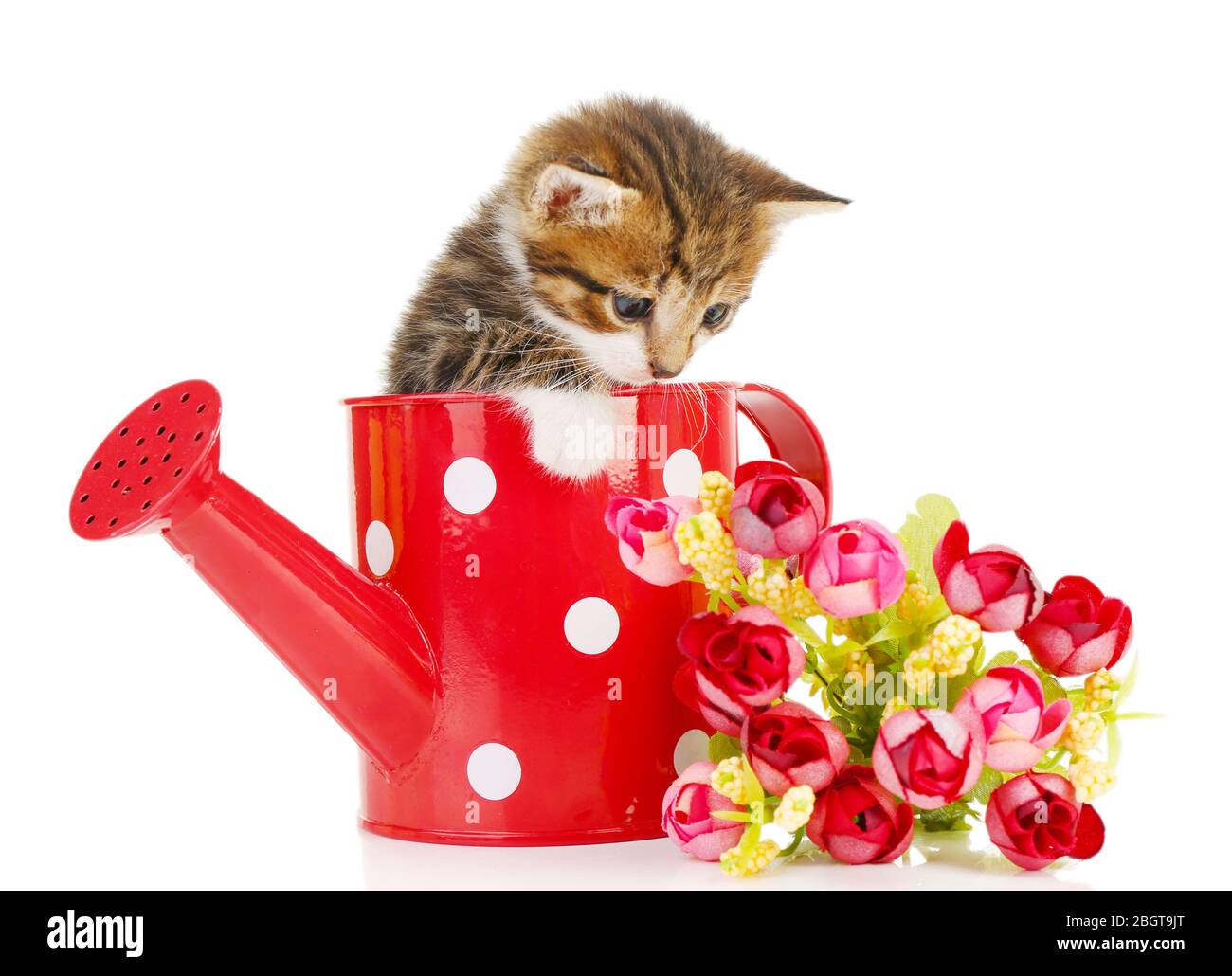Cute little kitten in watering can isolated on white Stock Photo - Alamy