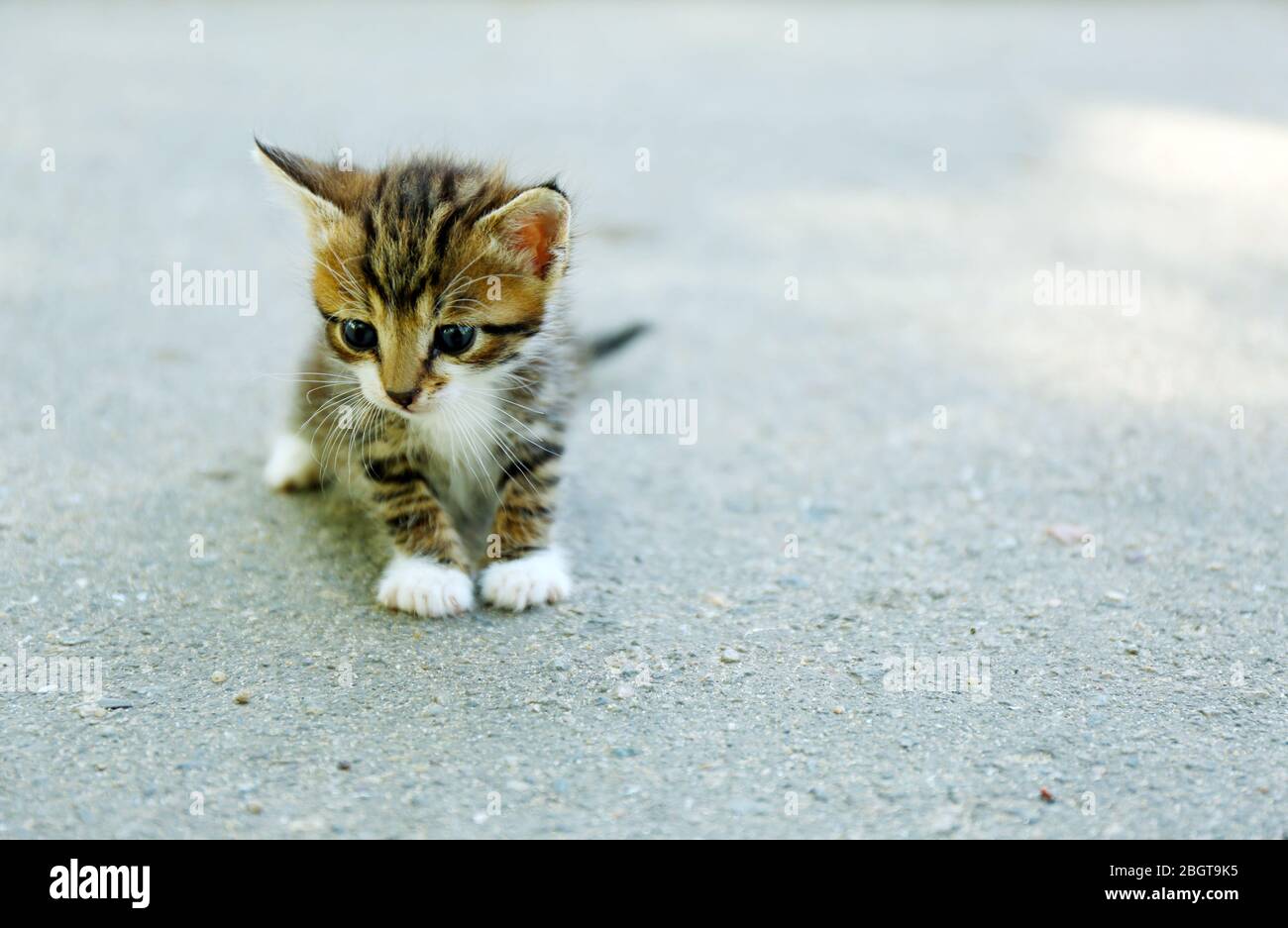 Cute little kitten outdoors Stock Photo - Alamy