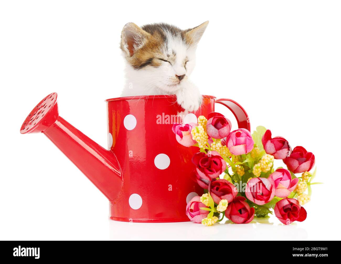 Cute little kitten in watering can isolated on white Stock Photo Alamy