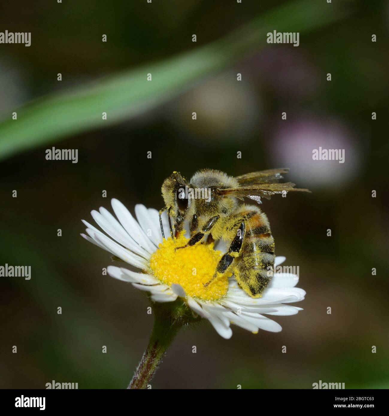 close-up of honey bee pollinating on a southern daisy flower Stock Photo