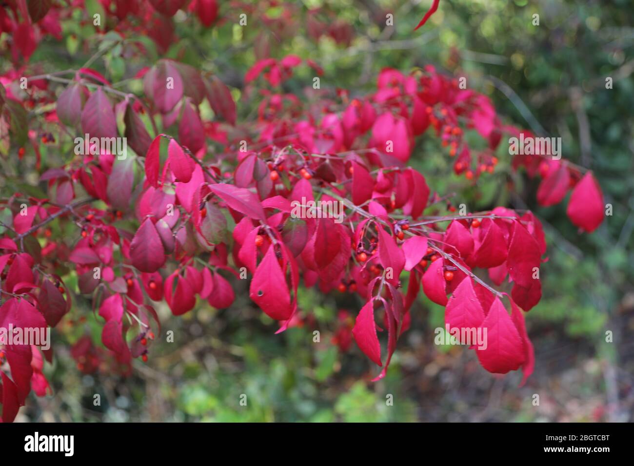 Red leaves Stock Photo