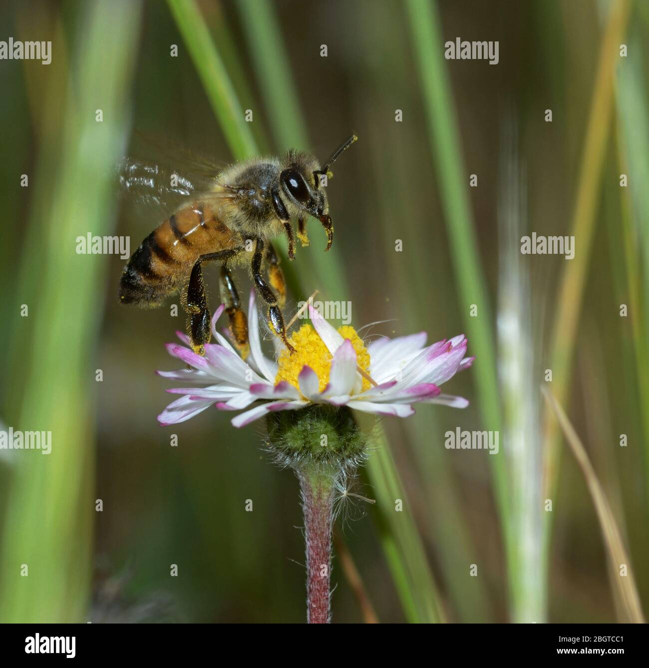 close-up of honey bee on daisy flower on blurred background Stock Photo