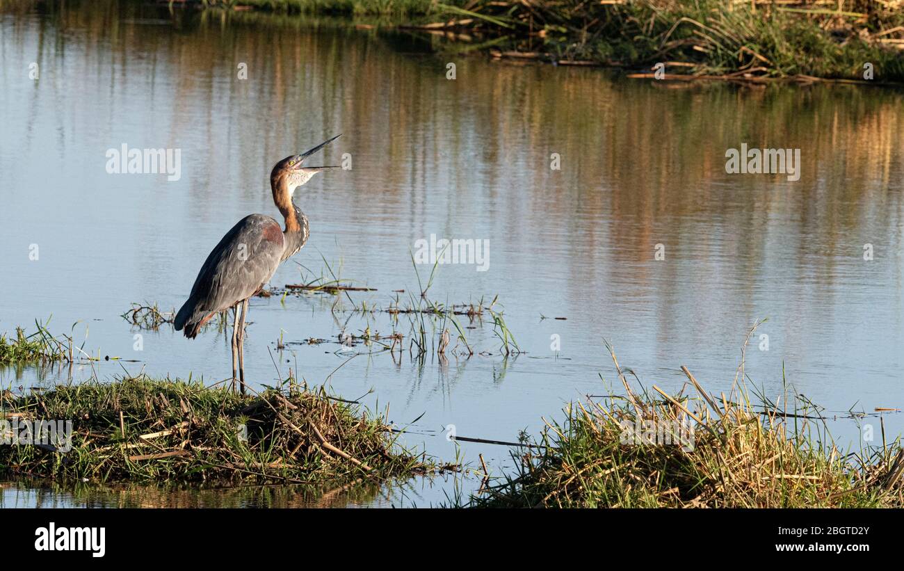 An adult goliath heron, Ardea goliath, swallowing a fish in Chobe National Park, Botswana. Stock Photo