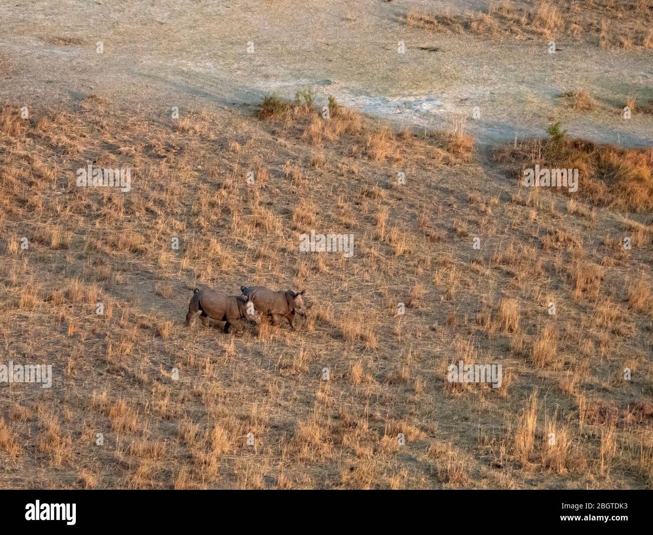 Aerial view of a pair of White Rhinoceros, Ceratotherium simum, in the Okavango Delta, Botswana, South Africa. Stock Photo