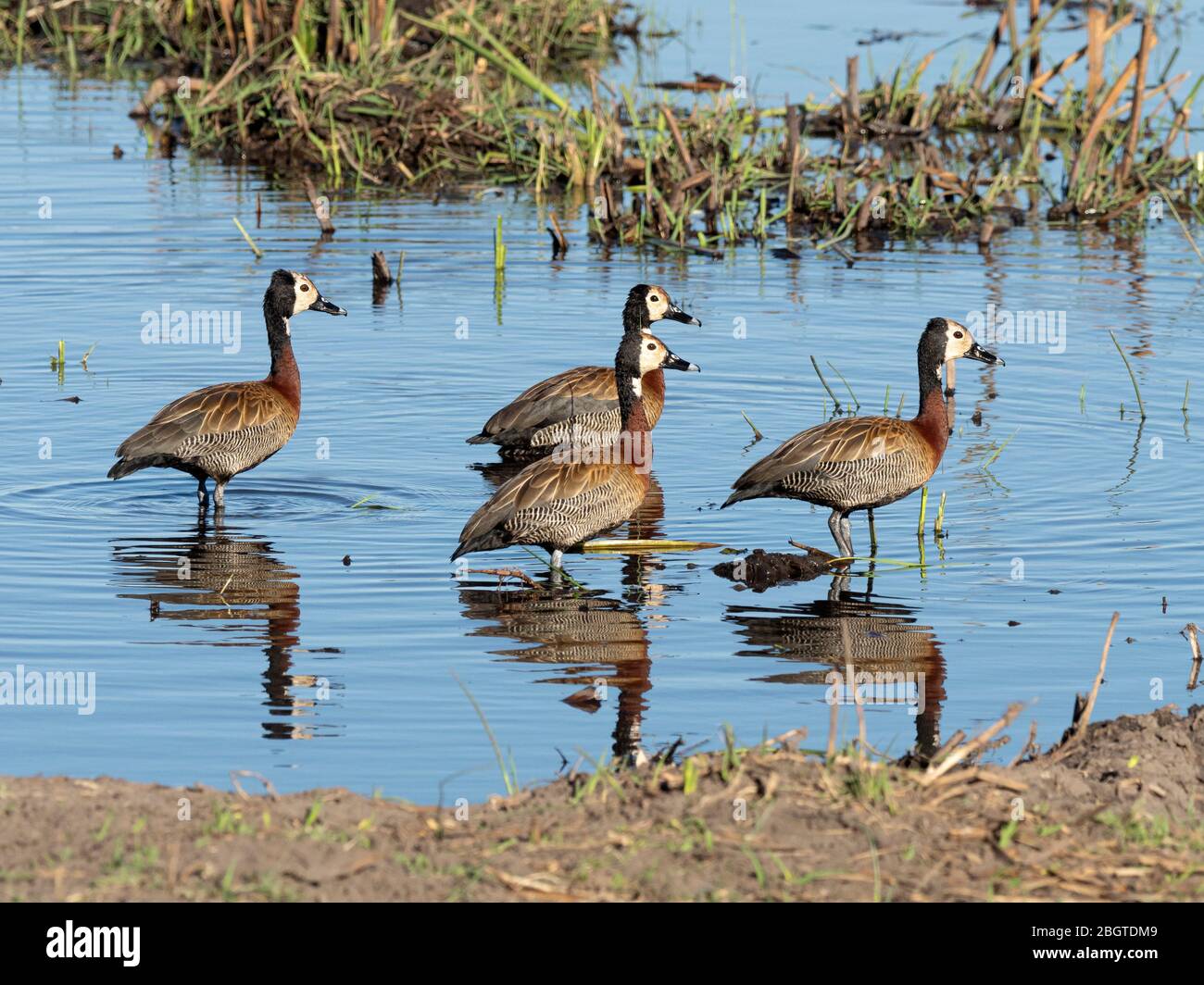 Adult white-faced ducks, Dendrocygna viduata, in Chobe National Park, Botswana, South Africa. Stock Photo