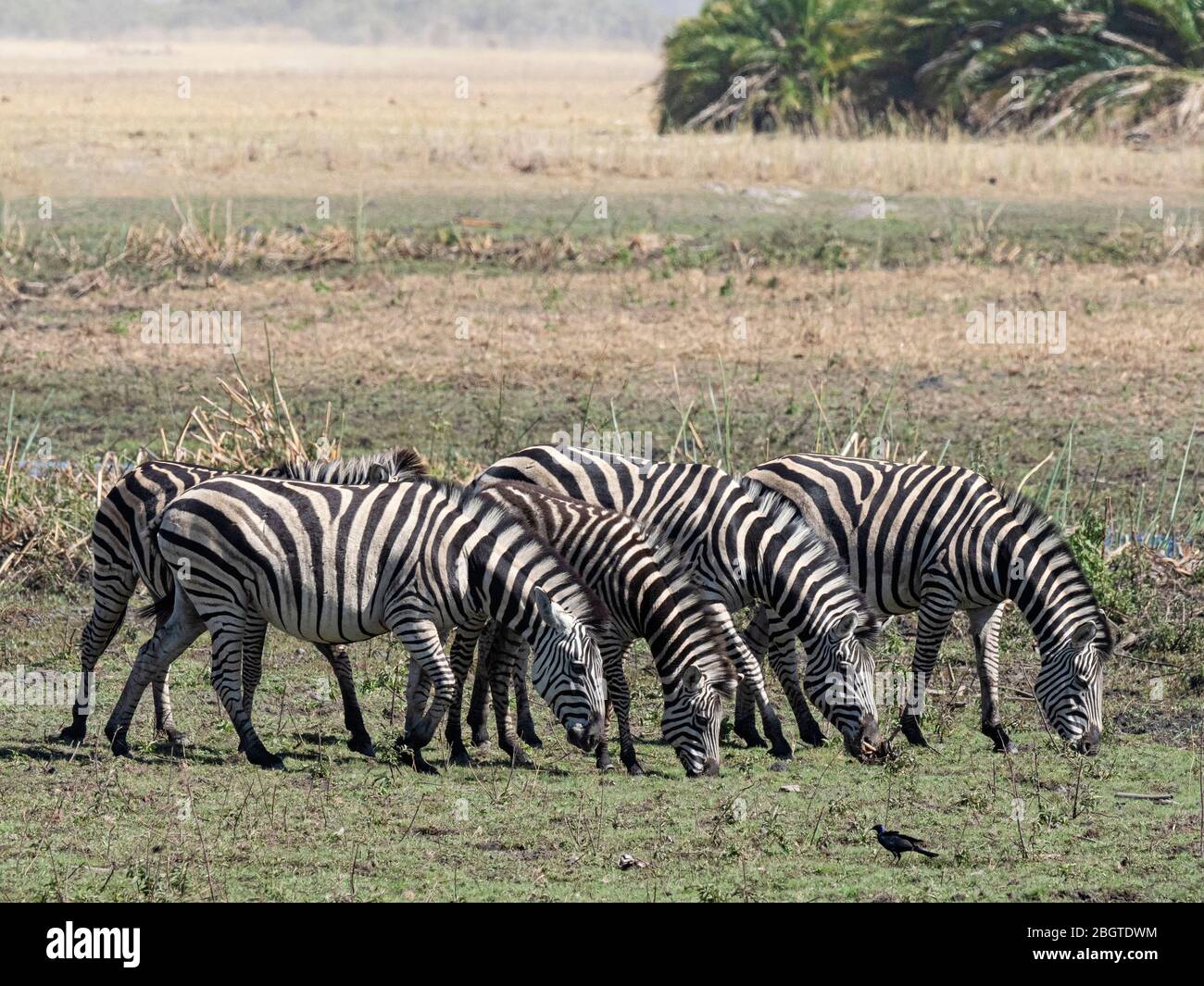 Adult plains zebra, Equus quagga burchellii, in the Okavango Delta, Botswana. Stock Photo