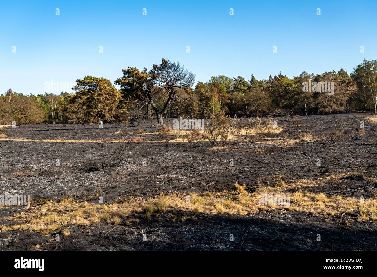 Consequences of a forest fire in the Dutch-German border region near NiederkrŸchten-Elmpt, in the nature reserve 'De Meinweg,' Netherlands, Stock Photo