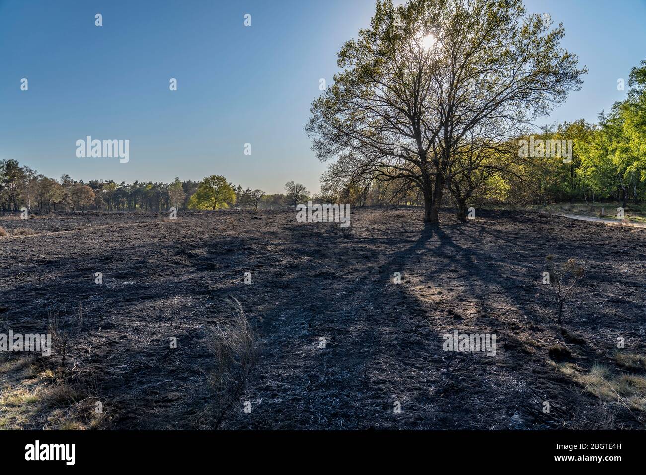 Consequences of a forest fire in the Dutch-German border region near NiederkrŸchten-Elmpt, in the nature reserve 'De Meinweg,' Netherlands, Stock Photo