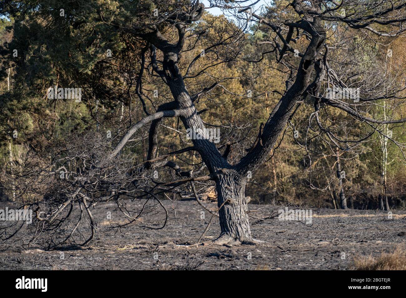 Consequences of a forest fire in the Dutch-German border region near NiederkrŸchten-Elmpt, in the nature reserve 'De Meinweg,' Netherlands, Stock Photo