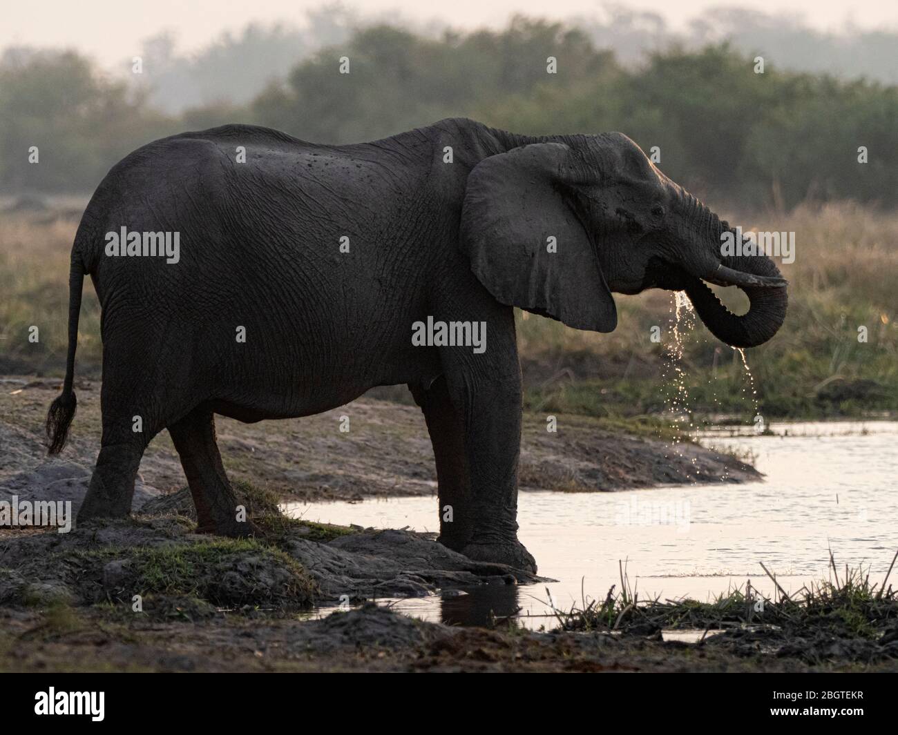 An adult African elephant, Loxodonta africana, drinking water in Chobe National Park, Botswana, South Africa. Stock Photo