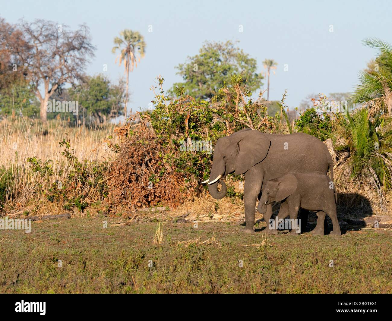 Mother and calf African elephant, Loxodonta africana, in the Okavango Delta, Botswana, South Africa. Stock Photo