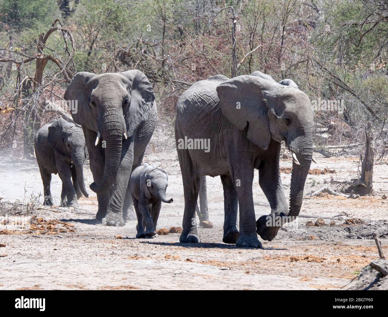 African elephants, Loxodonta africana, herd coming to a watering hole in the Okavango Delta, Botswana, South Africa. Stock Photo
