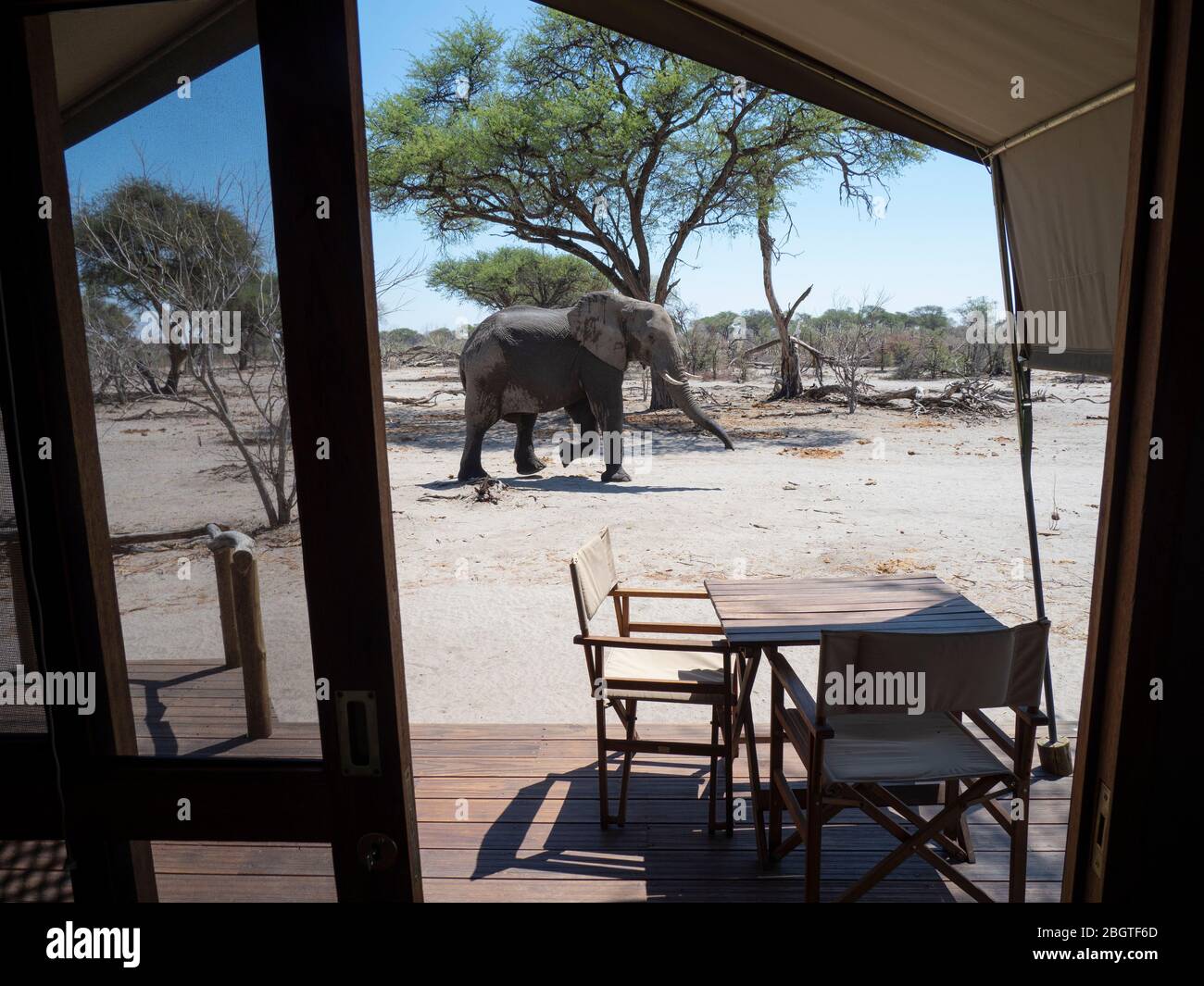 African elephant, Loxodonta africana, at Gomoti Camp in the Okavango Delta, Botswana, South Africa. Stock Photo