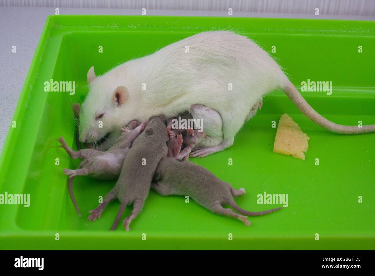 Rat mom and her newborn babies in a green cage Stock Photo