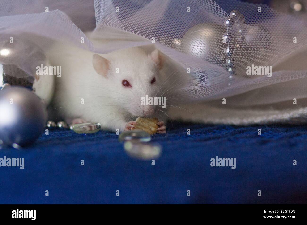White rat on a blue background with New Year decorations Stock Photo