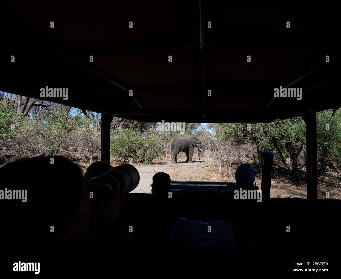 African elephant, Loxodonta africana, as seen from game drive vehicle in Chobe National Park, Botswana, South Africa. Stock Photo