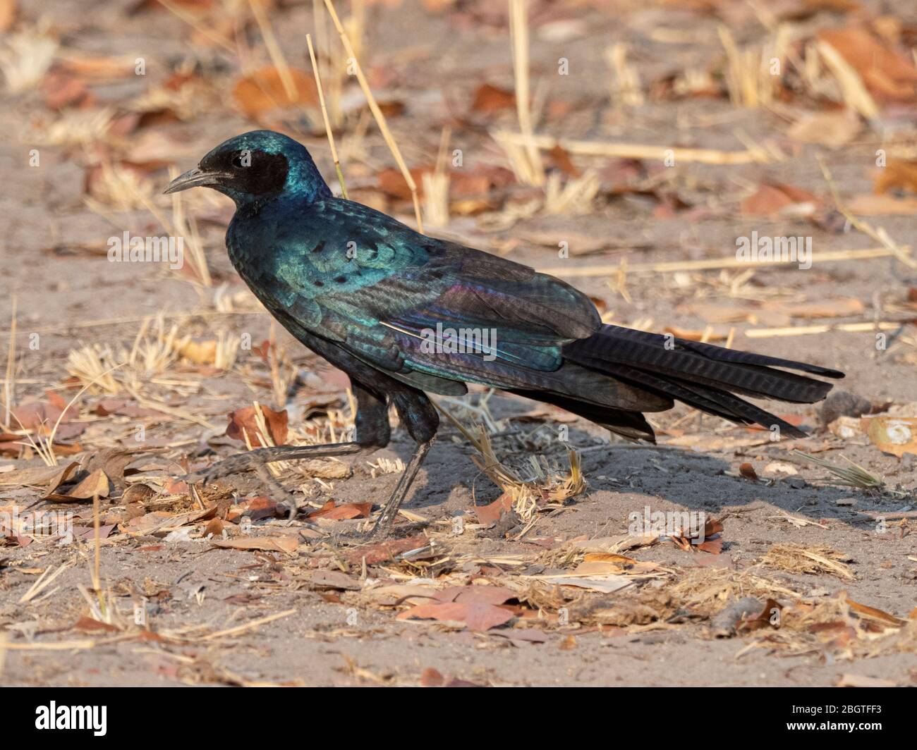 Adult Burchell's starling, Lamprotornis australis, in Chobe National Park, Botswana, South Africa. Stock Photo