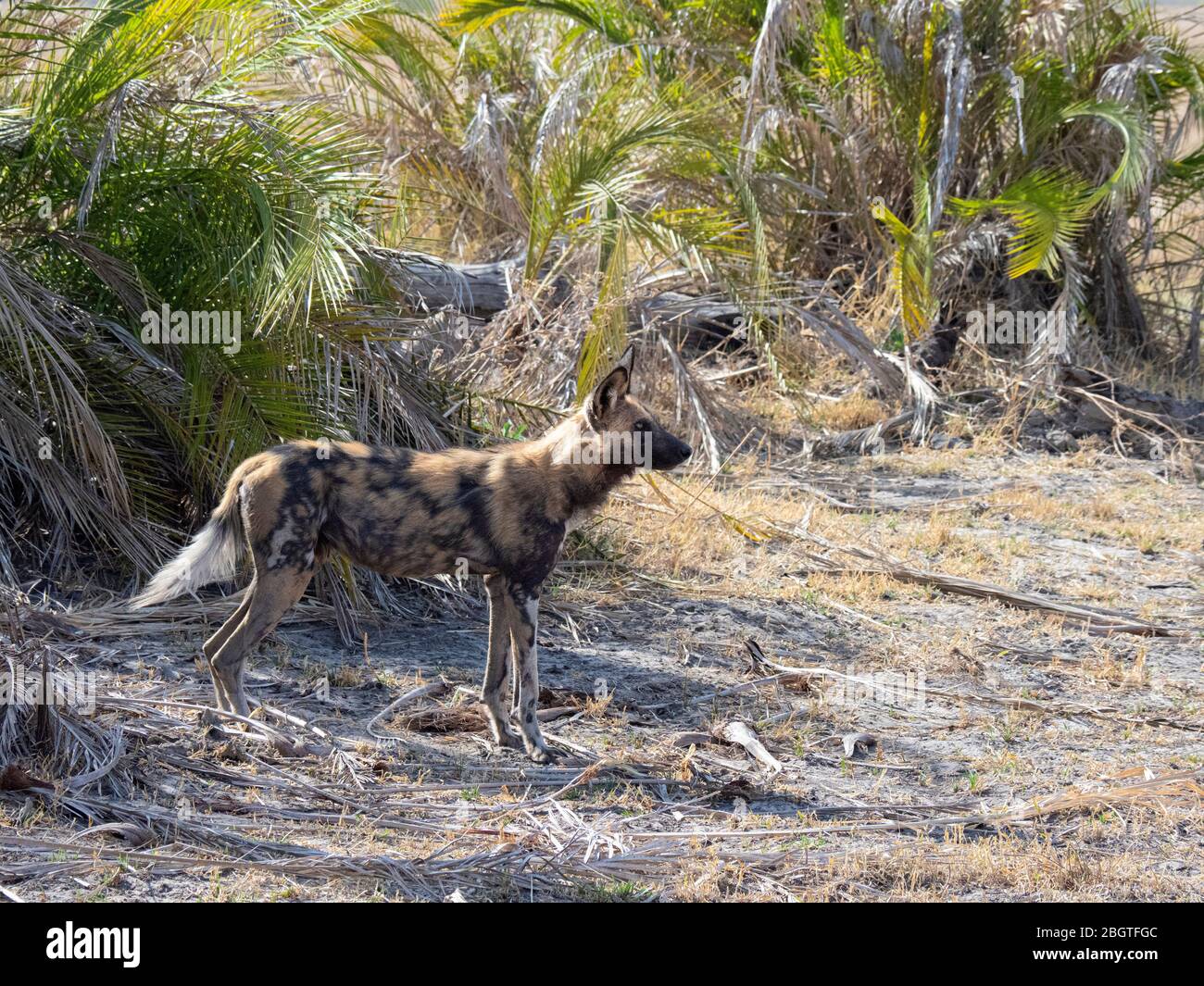 Adult wild dog, Lycaon pictus, resting after a hunt in the Okavango Delta, Botswana, South Africa. Stock Photo