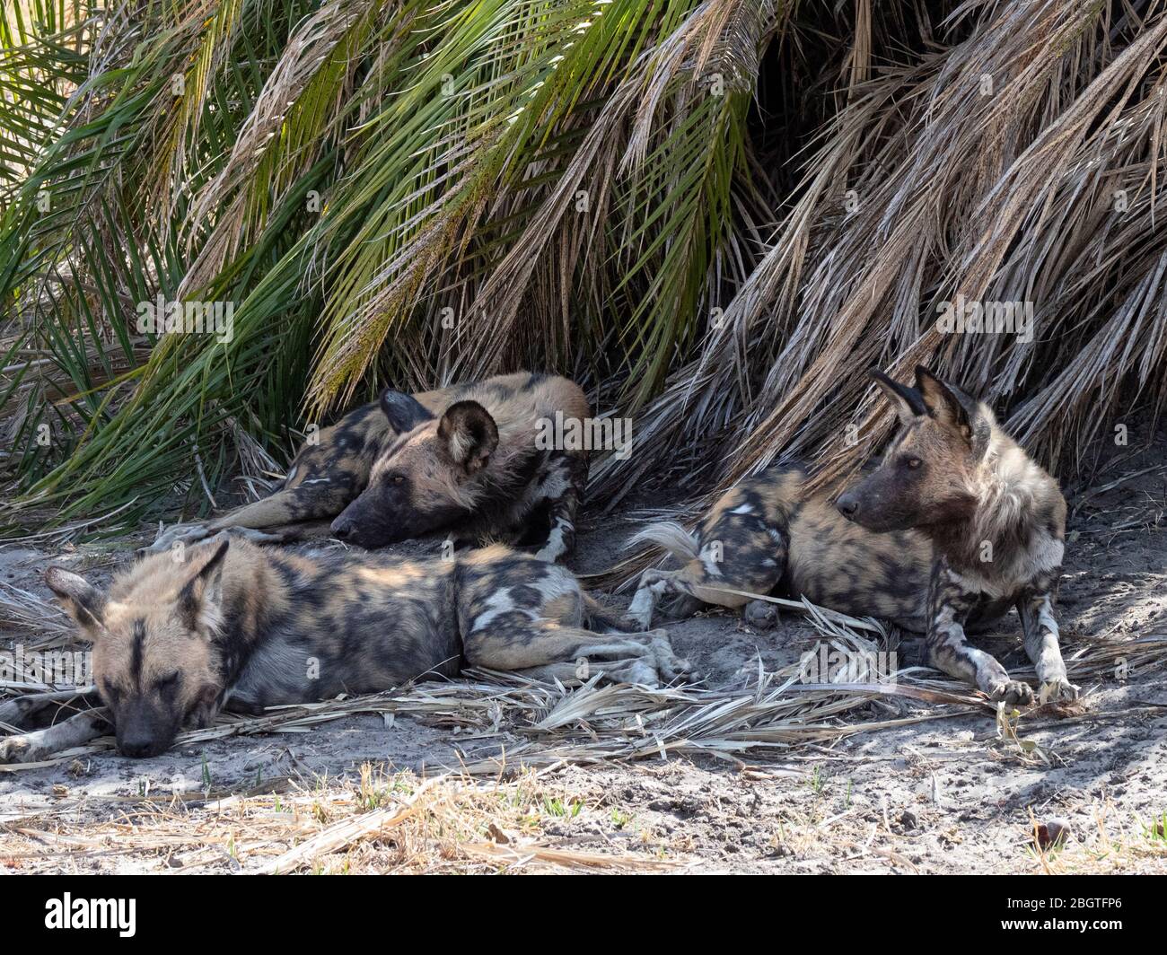 Adult wild dogs, Lycaon pictus, resting after a hunt in the Okavango Delta, Botswana, South Africa Stock Photo