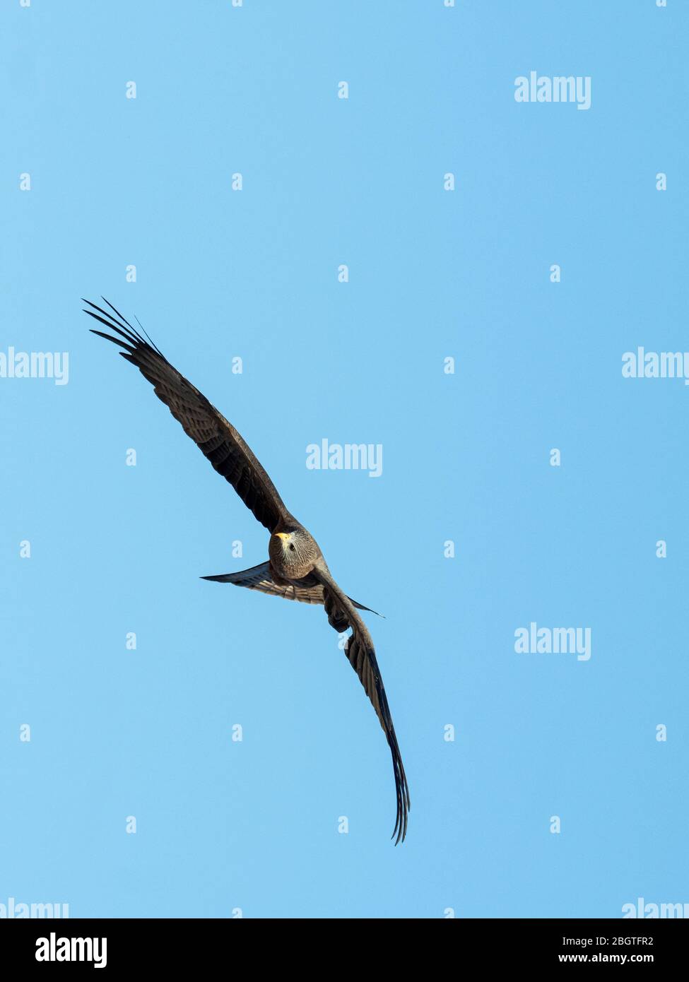 Yellow-billed Kite, Milvus aegyptius, with juvenile fighting and feeding on  a long-tailed (reed) cormorant. Microcarbo africanus, near Volcanic Lake  Stock Photo - Alamy