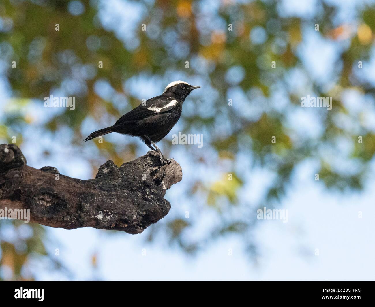 An adult Arnot's chat, Myrmecocichla arnoti, in Chobe National Park, Botswana, South Africa. Stock Photo