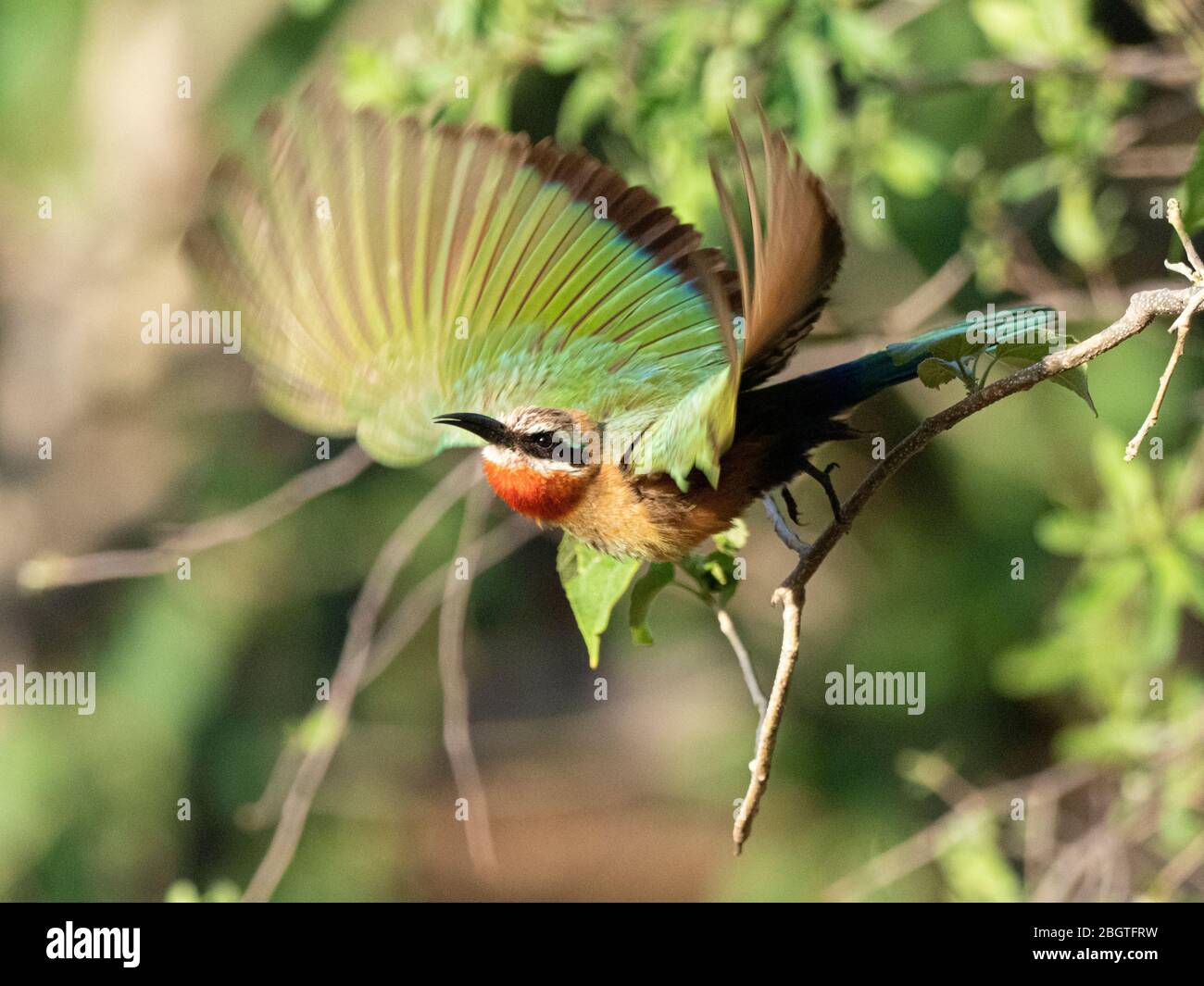 An adult white-fronted bee-eater, Merops bullockoides, taking flight in Chobe National Park, Botswana, South Africa. Stock Photo