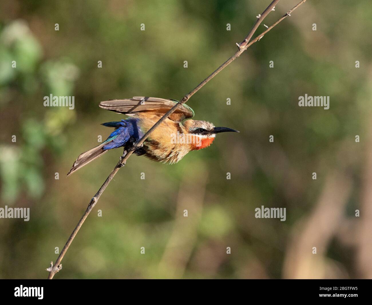 An adult white-fronted bee-eater, Merops bullockoides, taking flight in Chobe National Park, Botswana, South Africa. Stock Photo