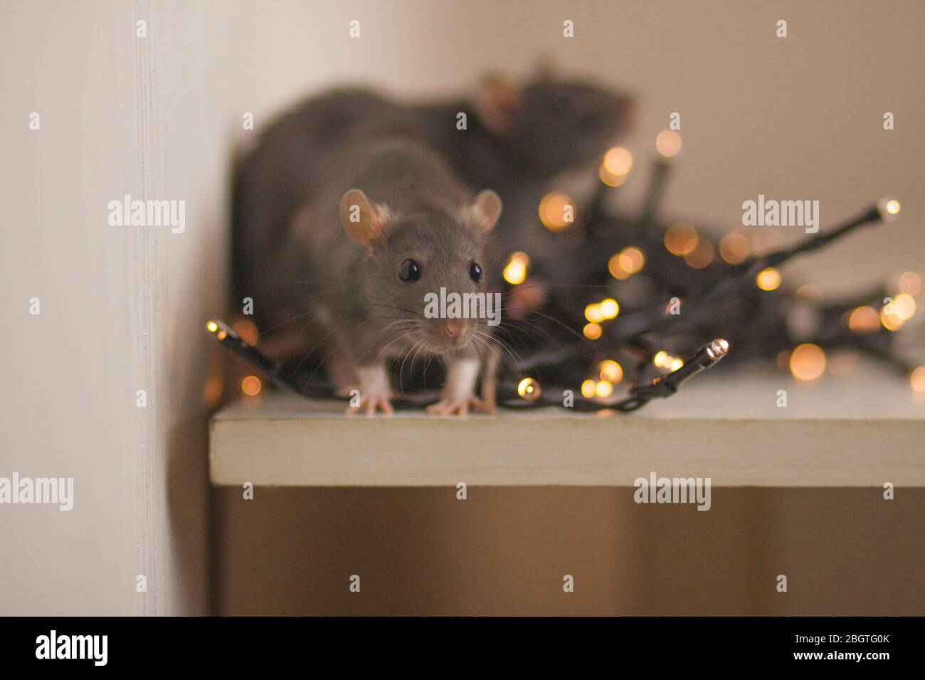 Rat among New Year's garlands. Cute character of 2020 Stock Photo