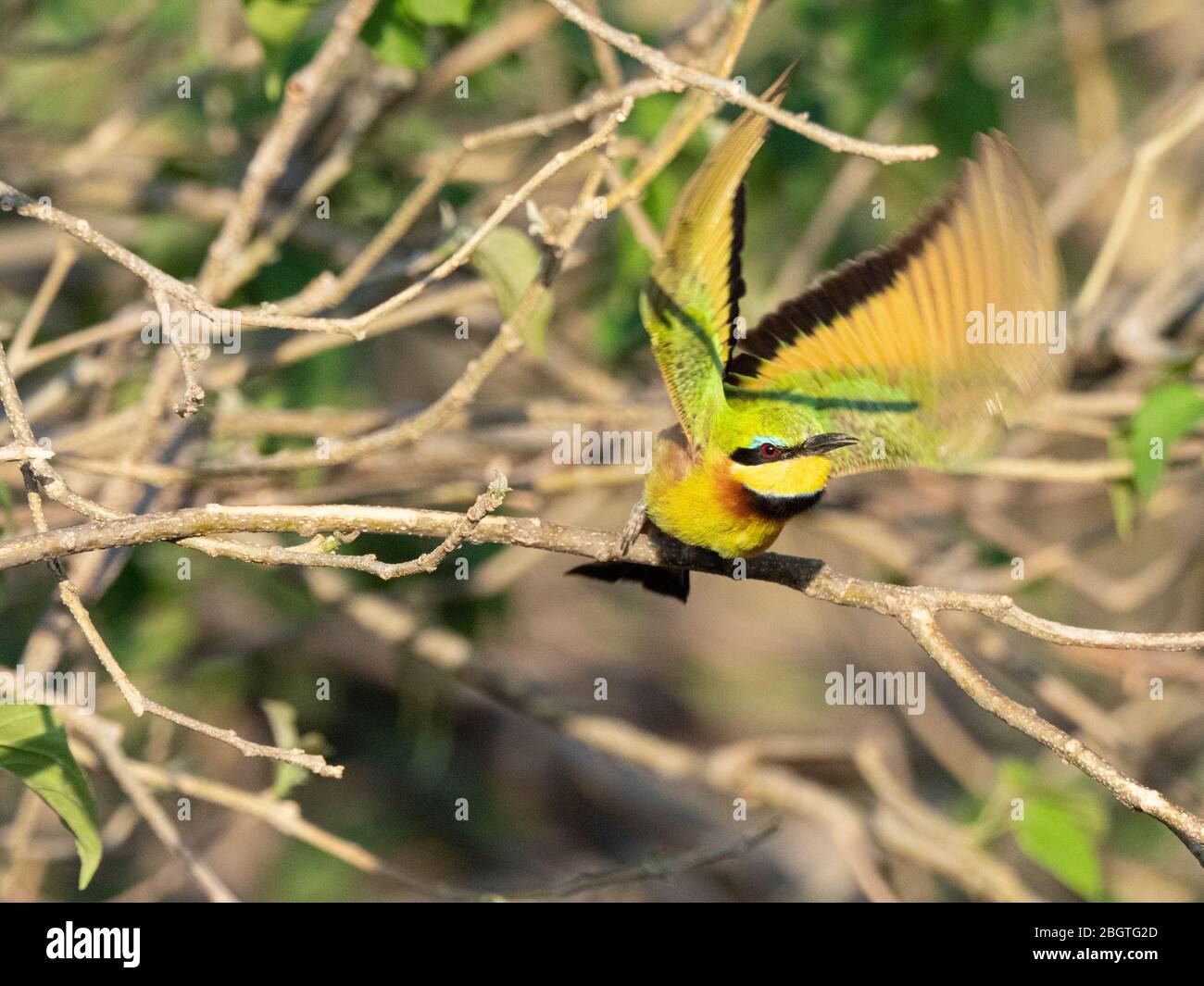 An adult little bee-eater, Merops pusillus, taking flight in Chobe National Park, Botswana. Stock Photo