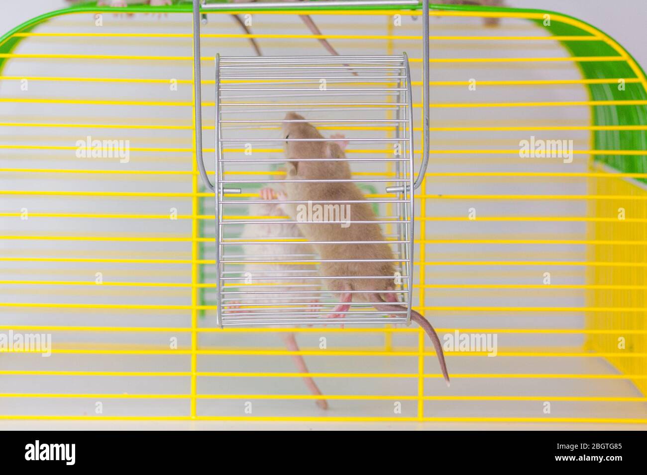 Baby top rat cage