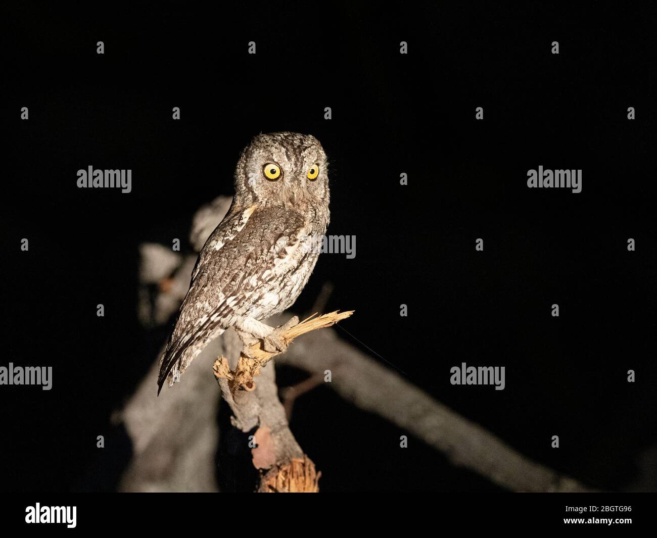 An adult southern white-faced Scops-Owl, Ptilopsis granti, at night in the Okavango Delta, Botswana, South Africa. Stock Photo
