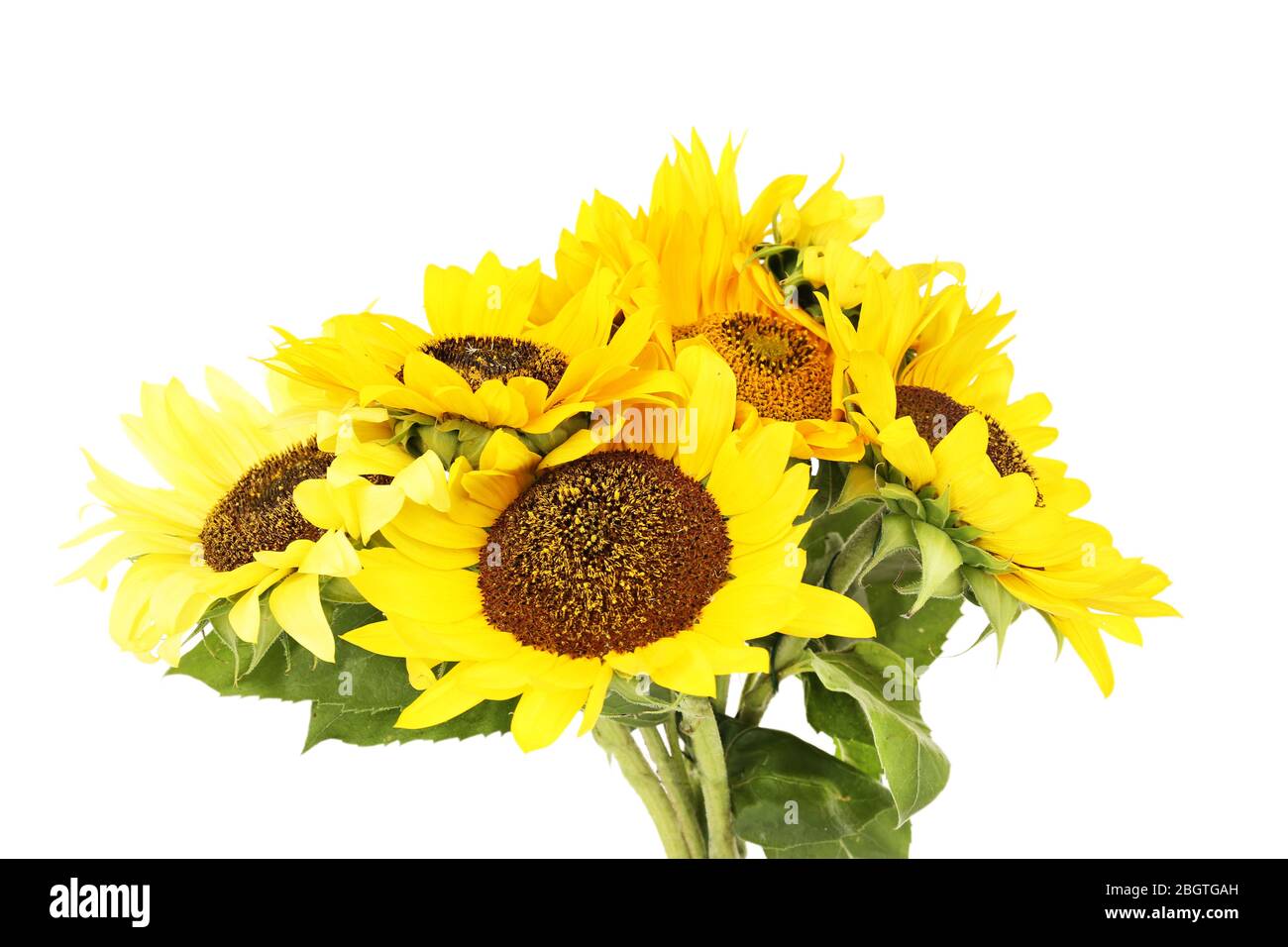 Beautiful bouquet of sunflowers isolated on white Stock Photo Alamy