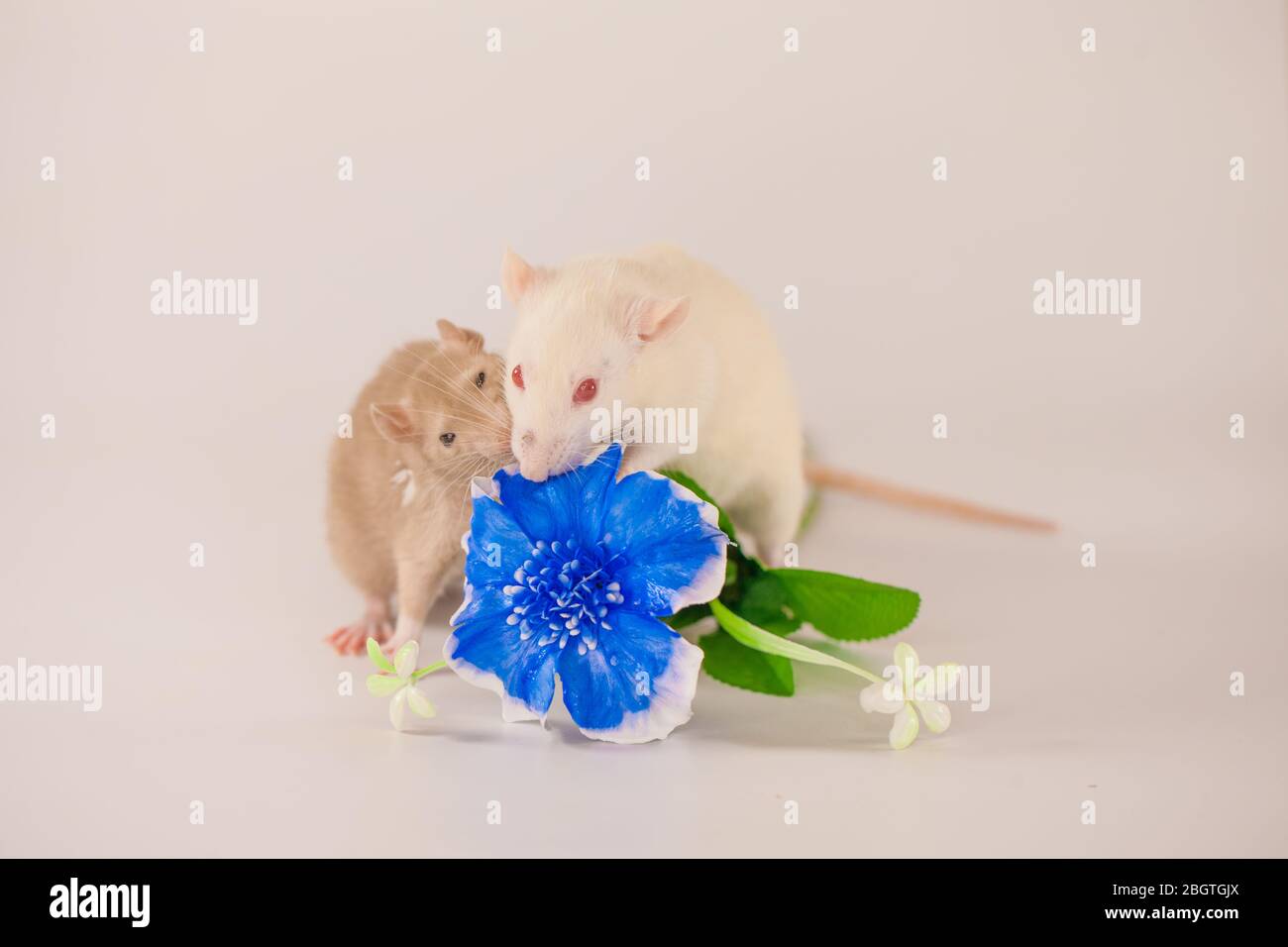 Cute baby rats with a blue flower Stock Photo Alamy
