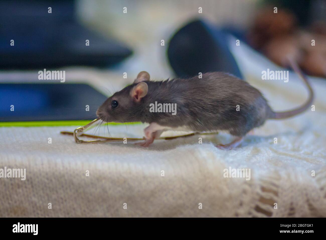 Rat and smartphone on a white background. Wifi and hacker Stock Photo