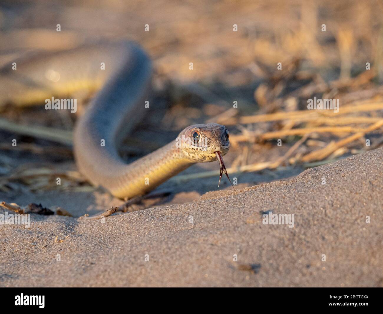 An adult olive grass snake, Psammophis mossambicus, in the Okavango Delta, Botswana, South Africa. Stock Photo