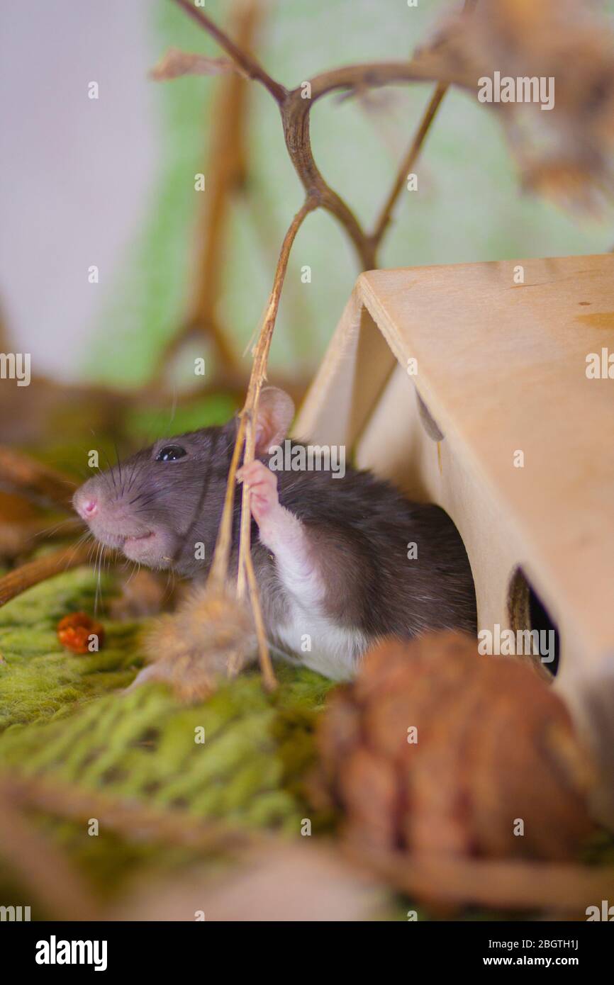 Spring Time Rats Cute rat on the green grass. Hello Spring. good mood Stock Photo - Alamy