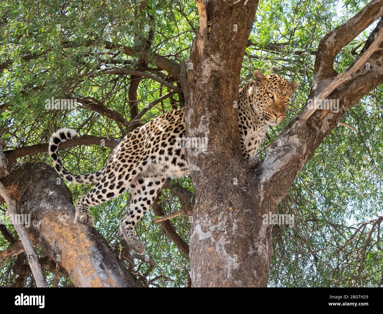 An adult leopard, Panthera pardus, done feeding on a warthog it dragged up in a tree in Chobe National Park, Botswana, South Africa. Stock Photo
