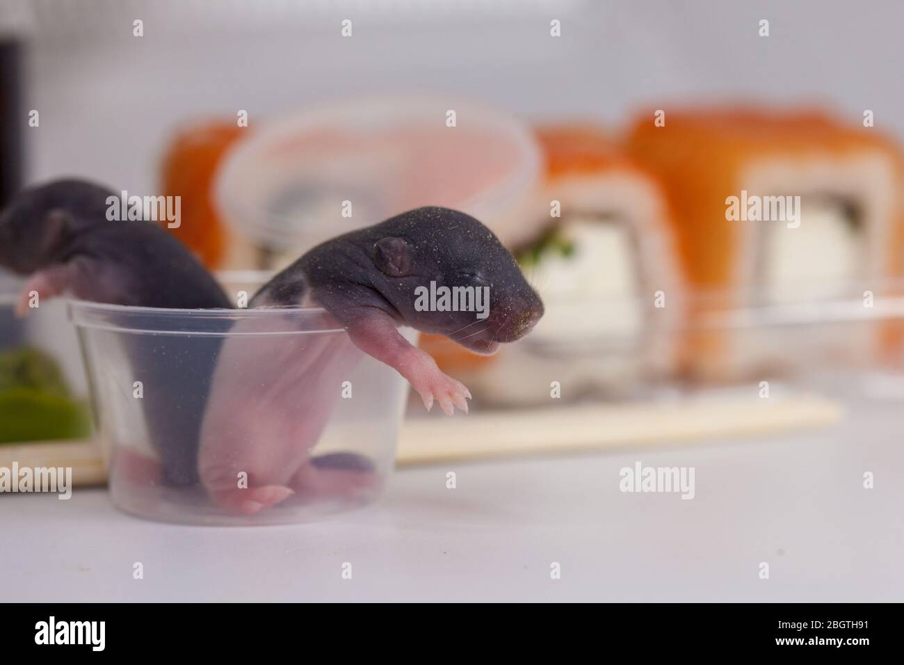 Asian food. rats and rolls Stock Photo Alamy