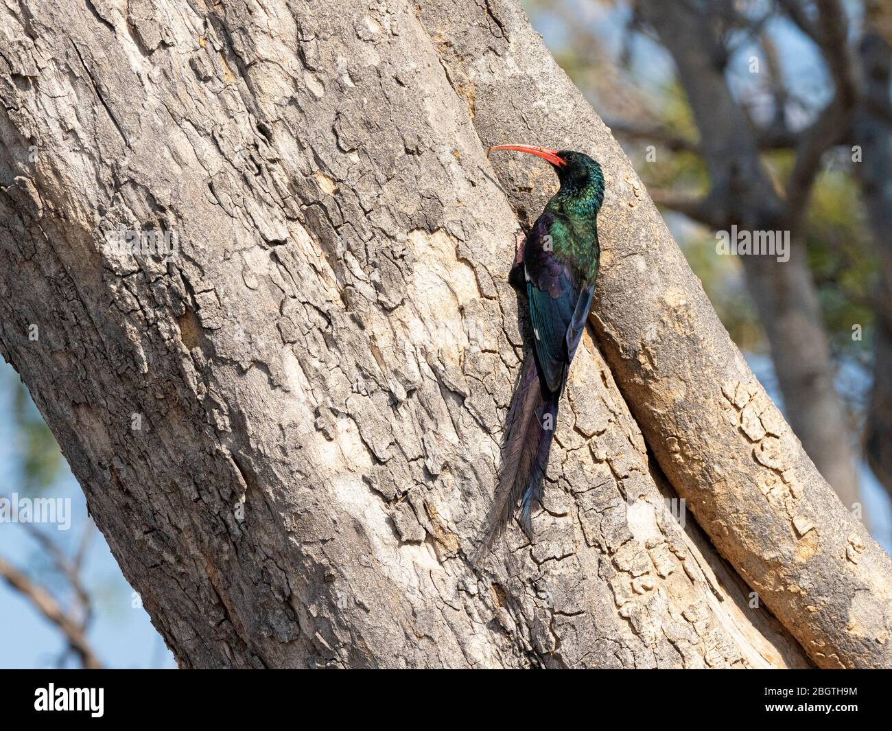 Adult green wood-hoopoe, Phoeniculus purpureus, looking for insects in Chobe National Park, Botswana, South Africa. Stock Photo