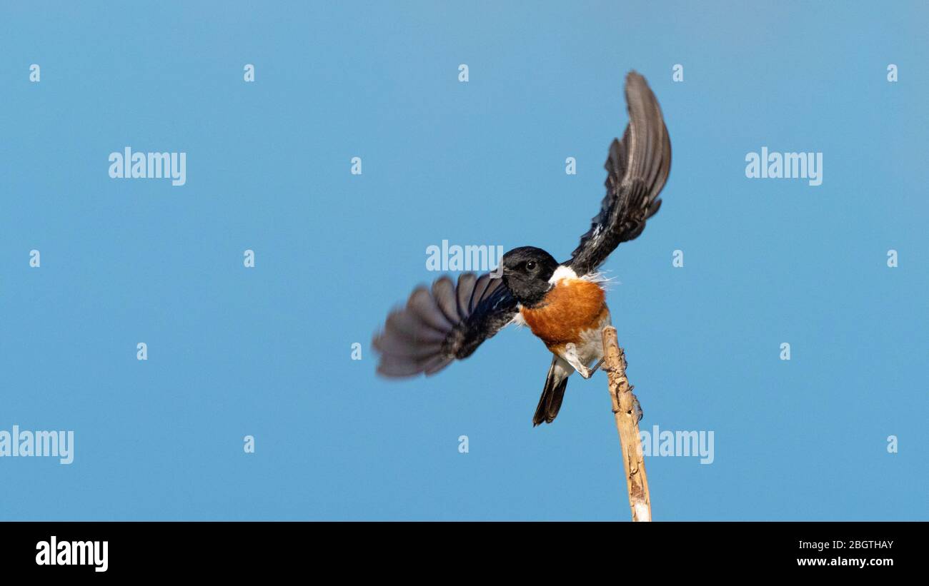 Stonechat In Flight African stonechat hi-res stock photography and images - Alamy