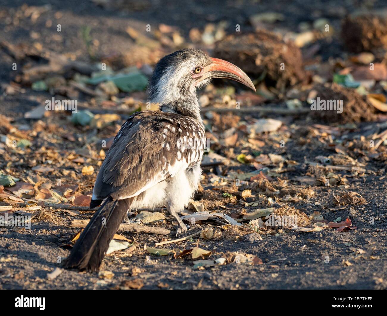 An adult red-billed hornbill, Tockus erythrorhynchus, foraging for insects in Chobe National Park, Botswana, South Africa. Stock Photo