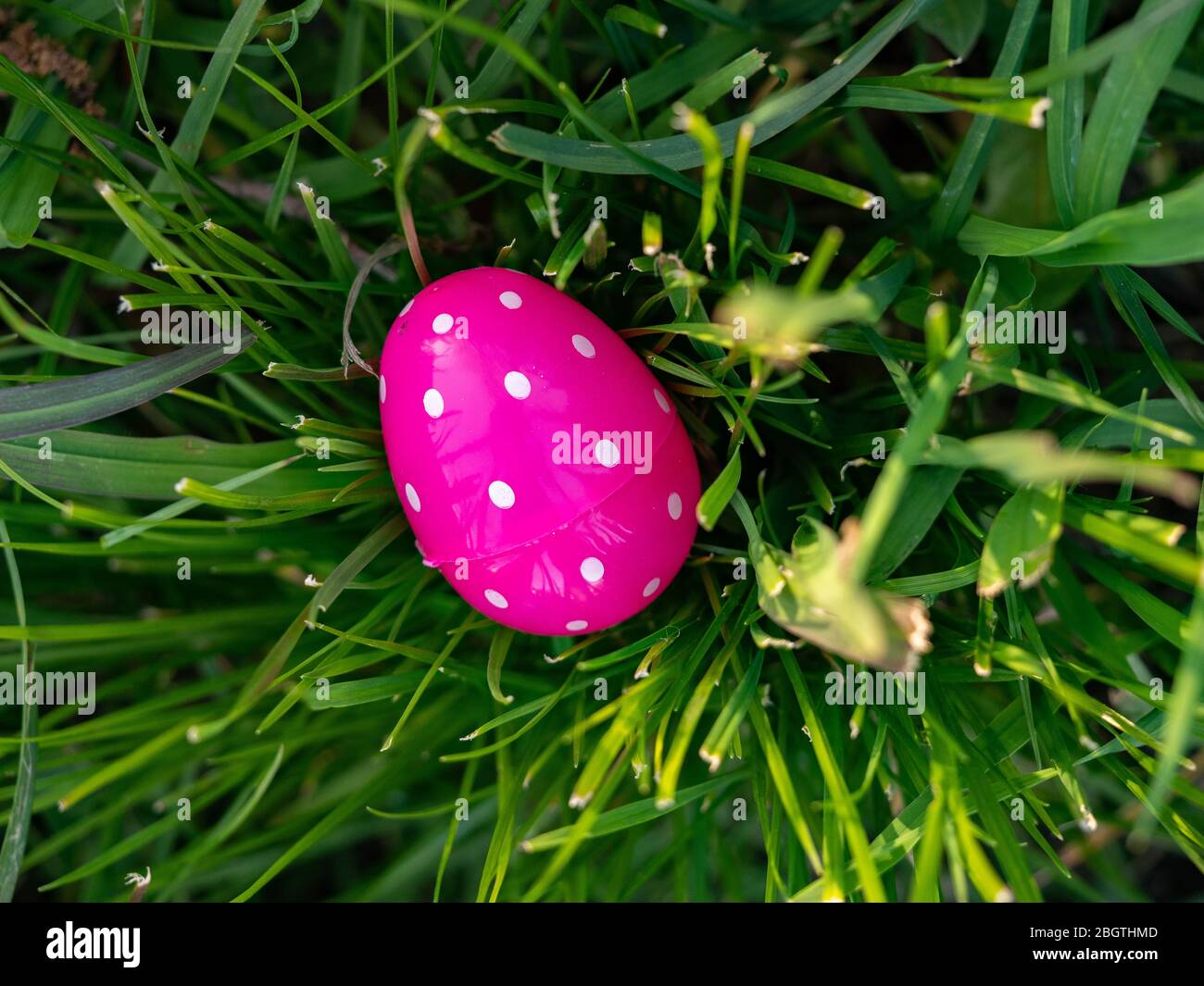 Lone pink polka dotted Easter egg in grass on a sunny day Stock Photo