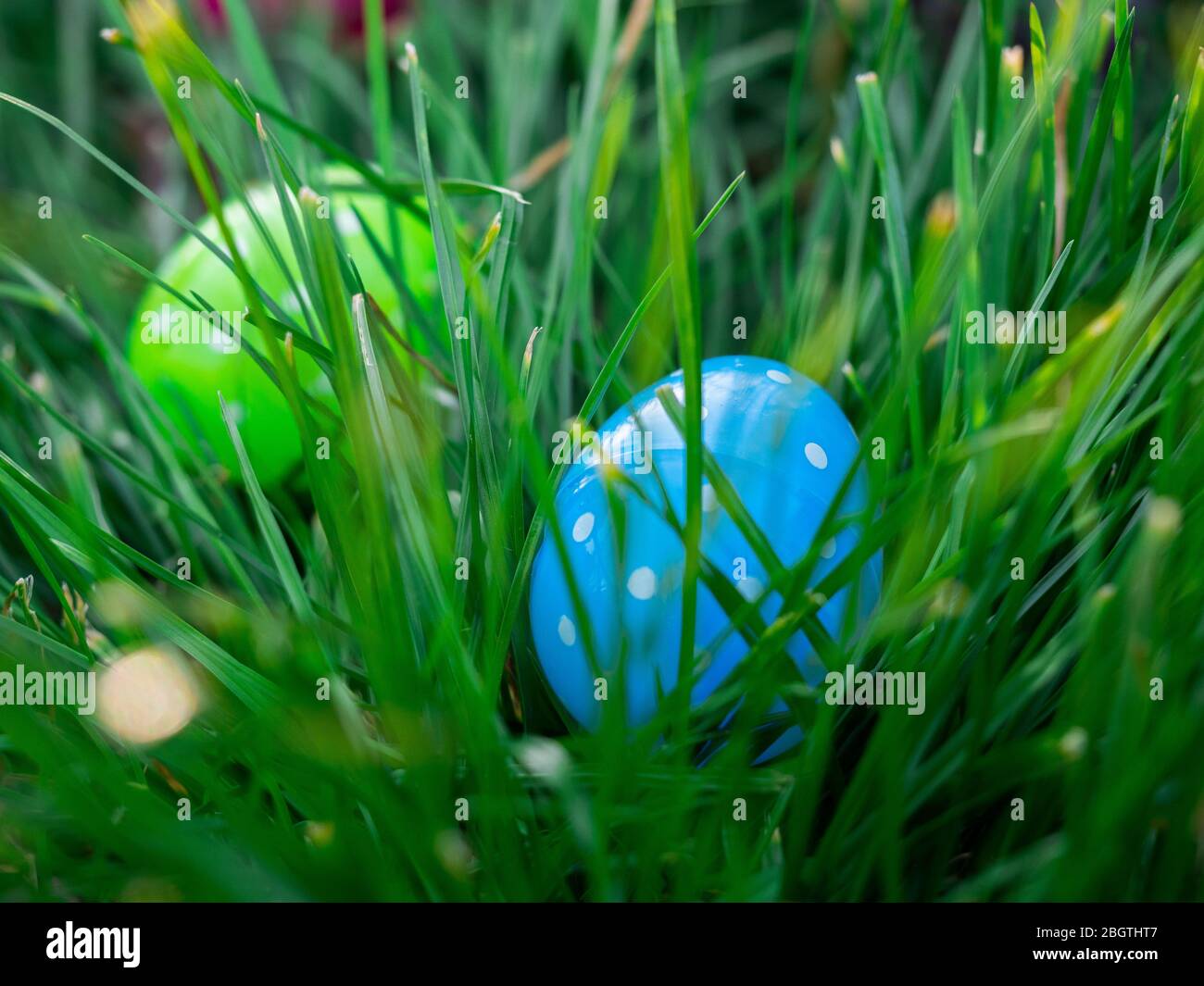 Blue and green polka dotted Easter eggs in grass waiting to be found on a sunny day Stock Photo