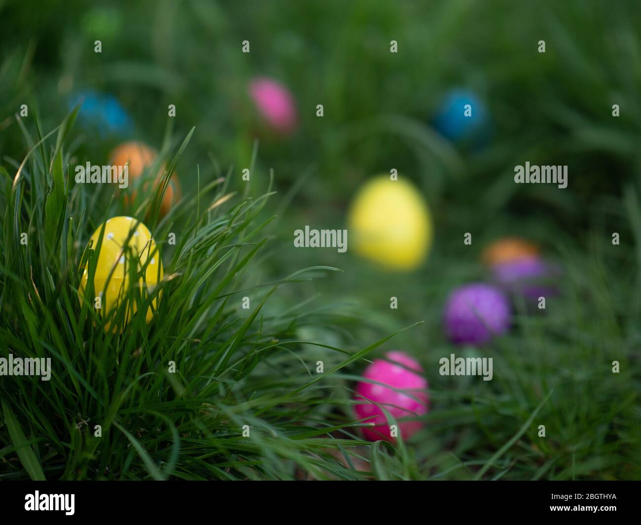 Multi-colored Easter eggs scattered in the grass in the evening Stock Photo