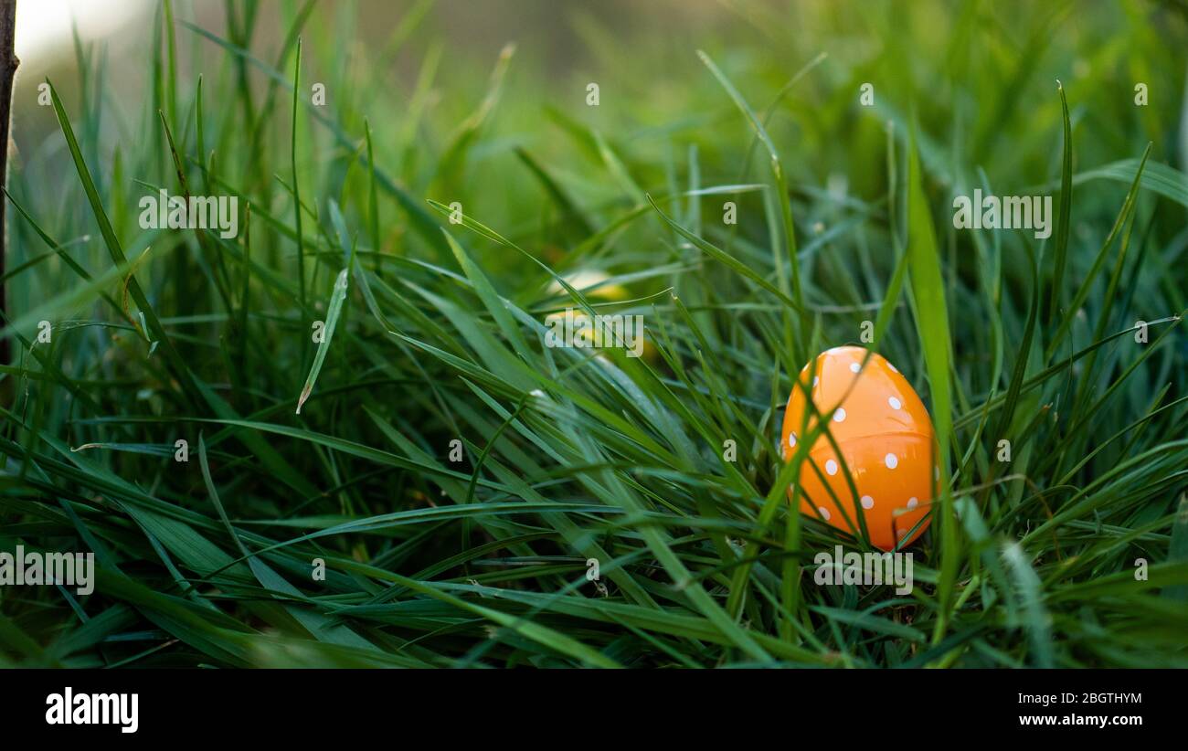 Orange polka dotted Easter egg laying in the grass at sunset Stock Photo