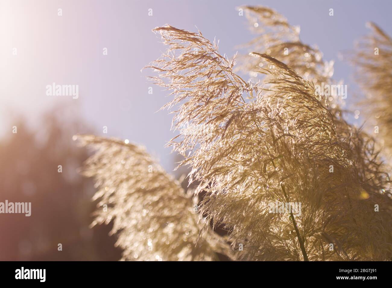 Pampas grass backlit hi-res stock photography and images - Alamy