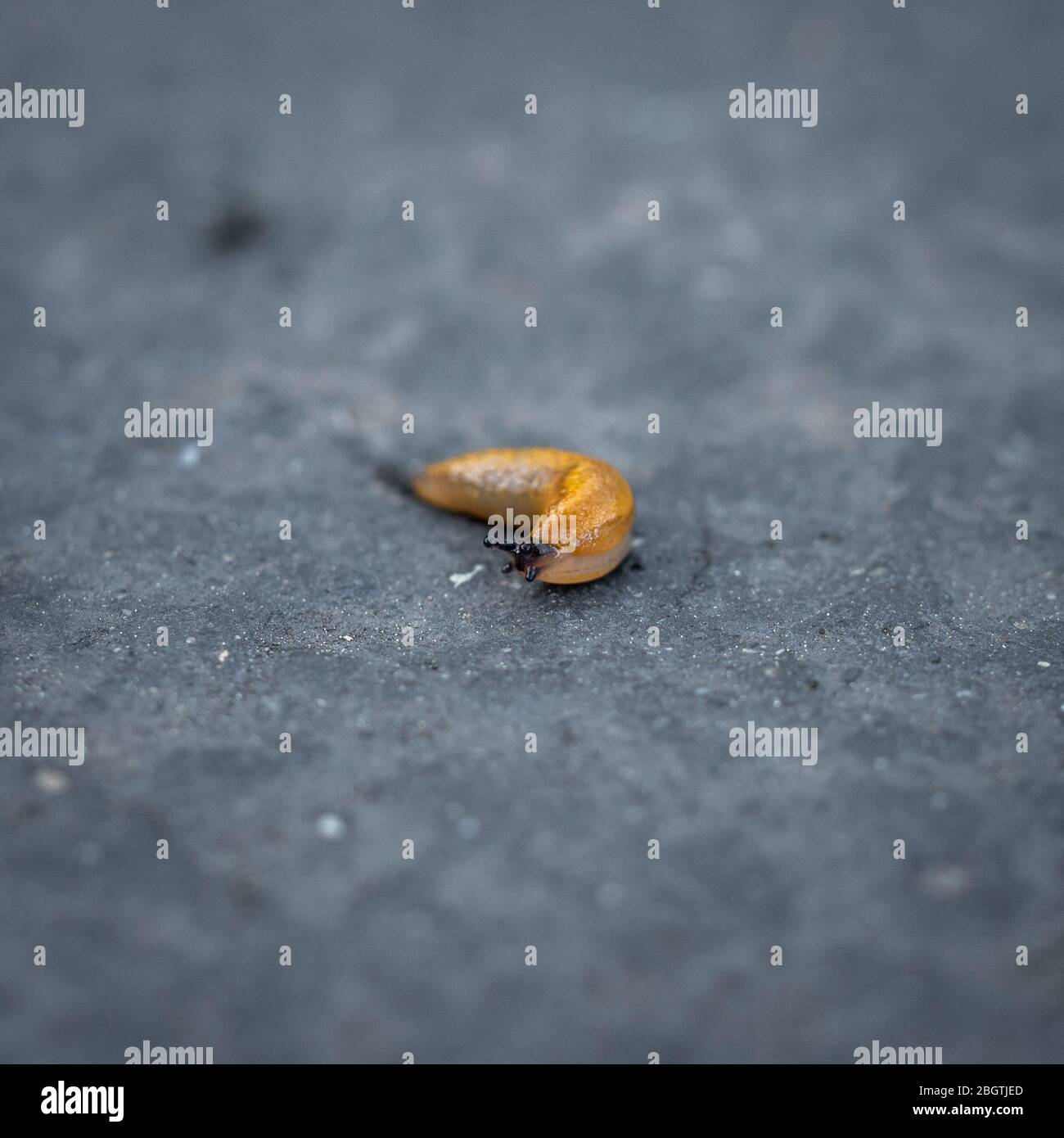 Macro of a tiny yellow spanish slug on the road turning around Stock Photo