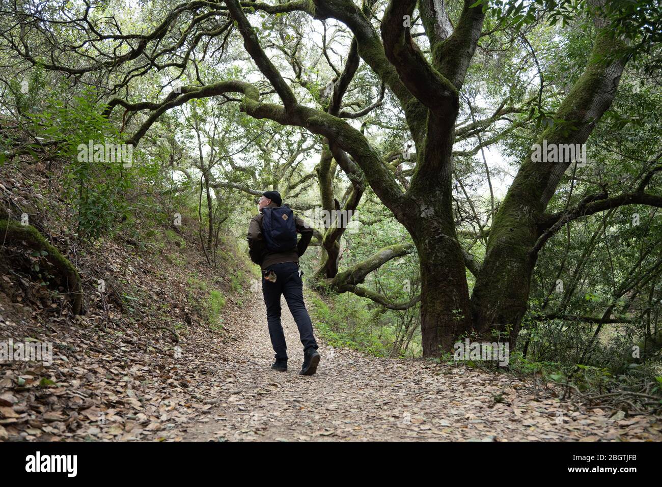 Hiker walking away from camera on tree covered trail in California Stock Photo