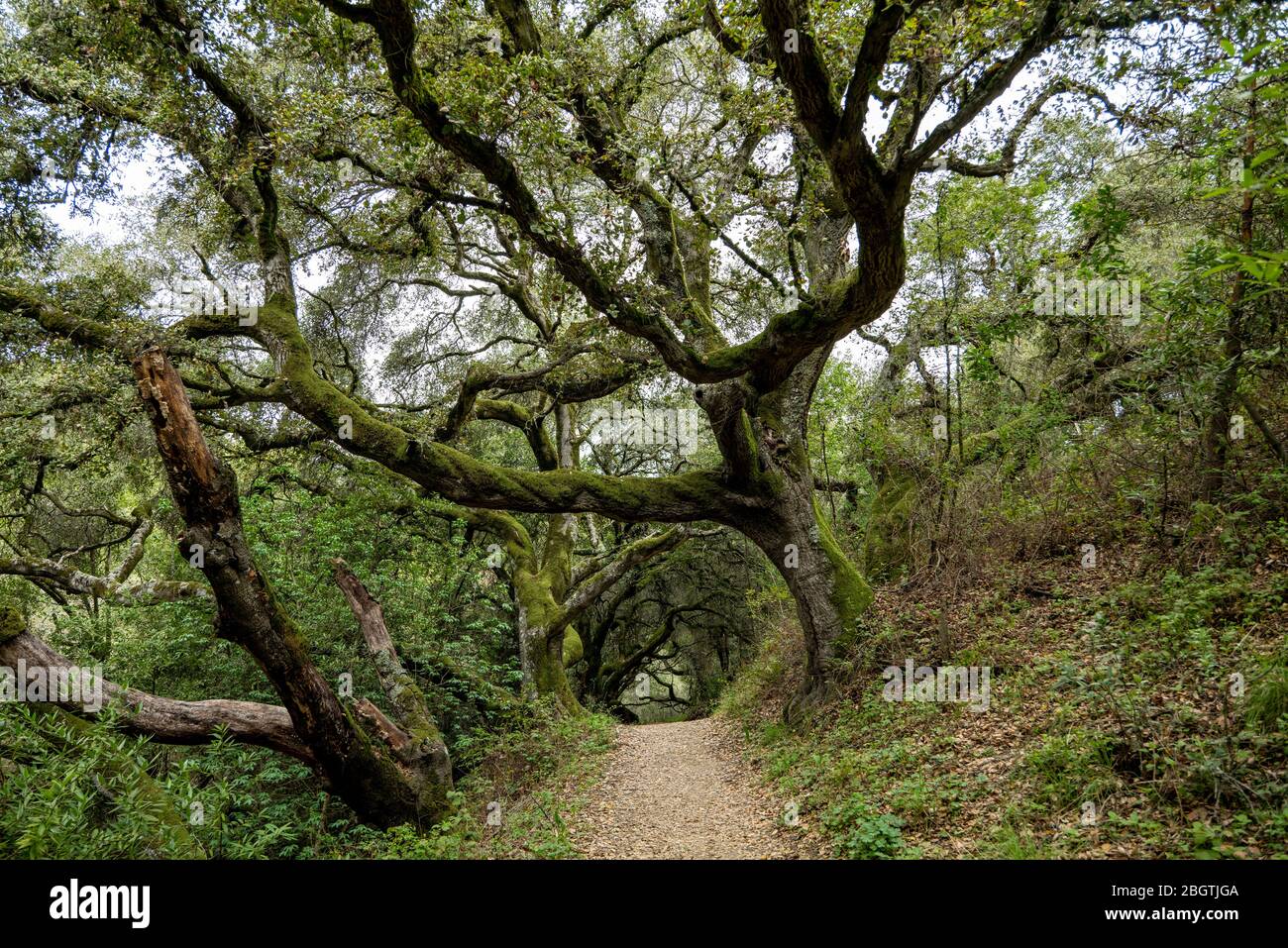 Large Oak trees grow on sides of trail making tunnel in California Stock Photo