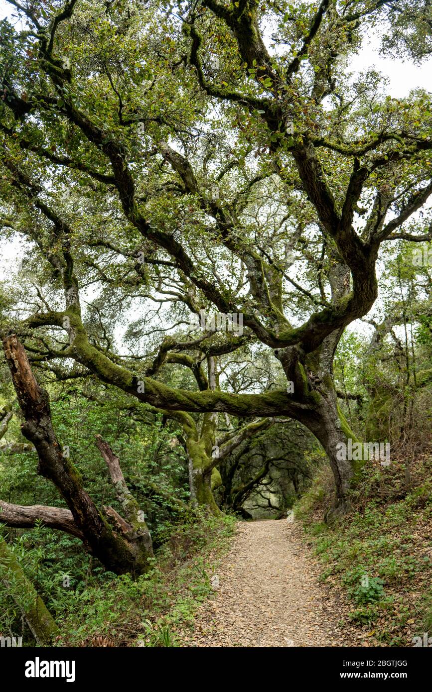 Hiking trail leading off with Oak trees creating tunnel in California Stock Photo